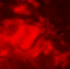 Chiral camo